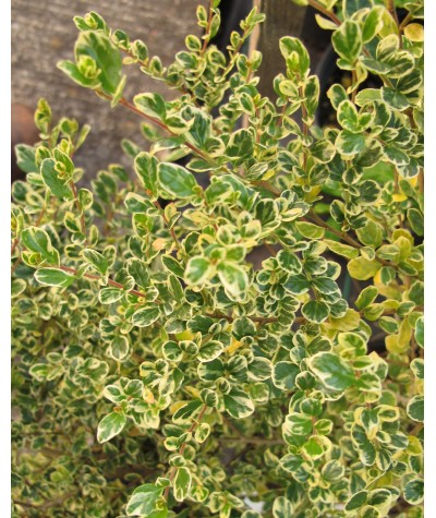 Azara microphylla variegata (5lt)