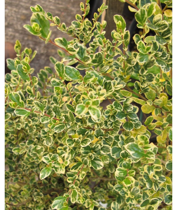 Azara microphylla variegata (5lt)