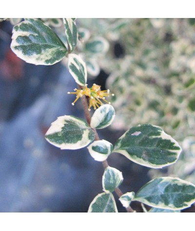 Azara microphylla variegata (3lt)