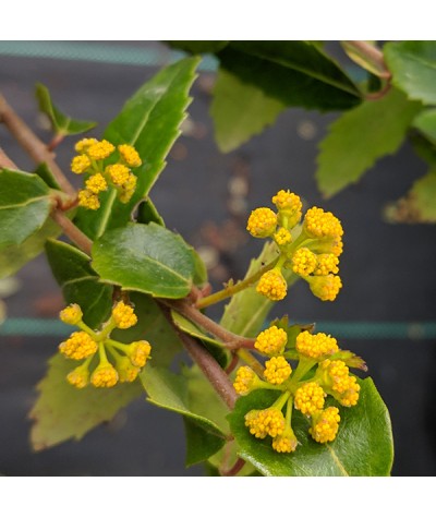 Azara paraguayensis (12lt)