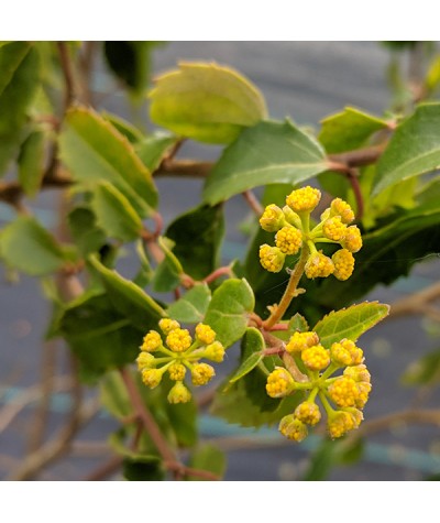 Azara paraguayensis (12lt)