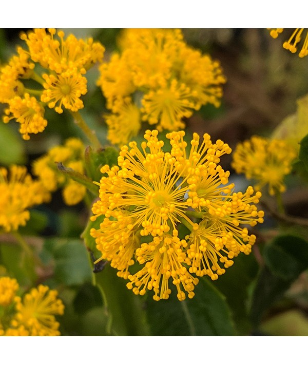 Azara paraguayensis (12lt)