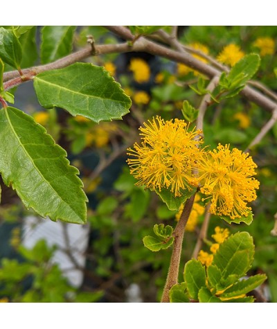 Azara paraguayensis (12lt)