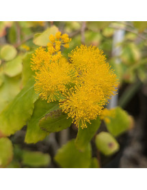 Azara serrata (7.5lt)