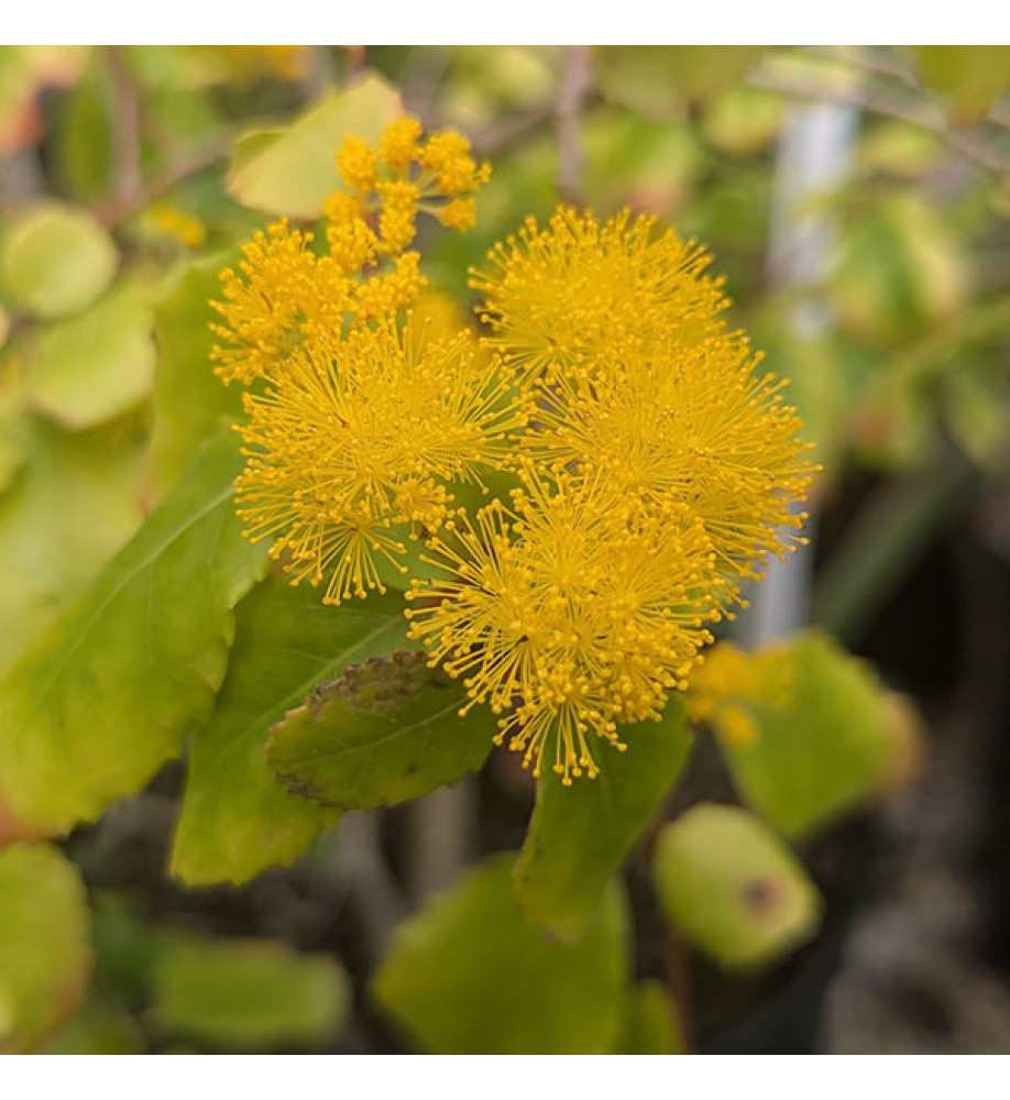 Azara serrata (7.5lt)
