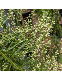 Baccharis genistelloides (3lt)