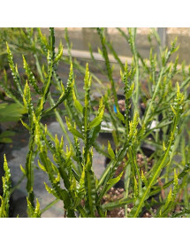 Baccharis genistelloides (3lt) Baccharis genistelloides (3lt)