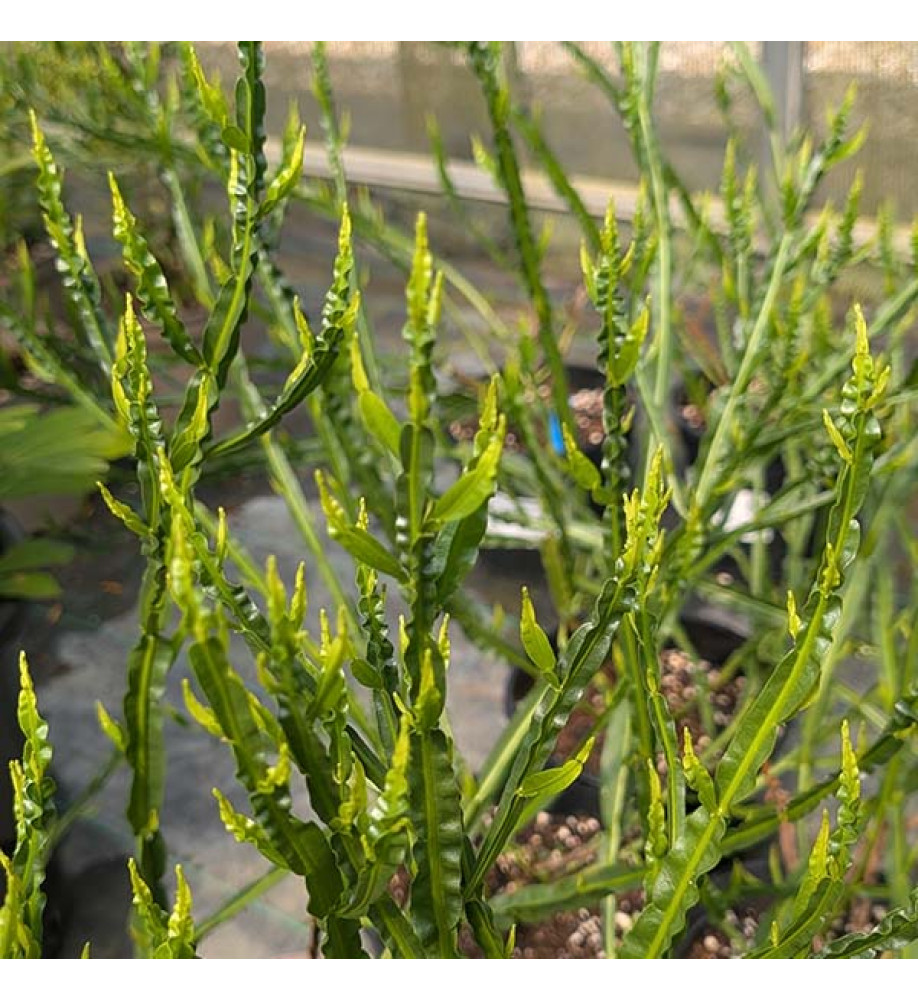 Baccharis genistelloides (3lt)