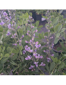 Baptisia Blue Bubbly  (3lt)