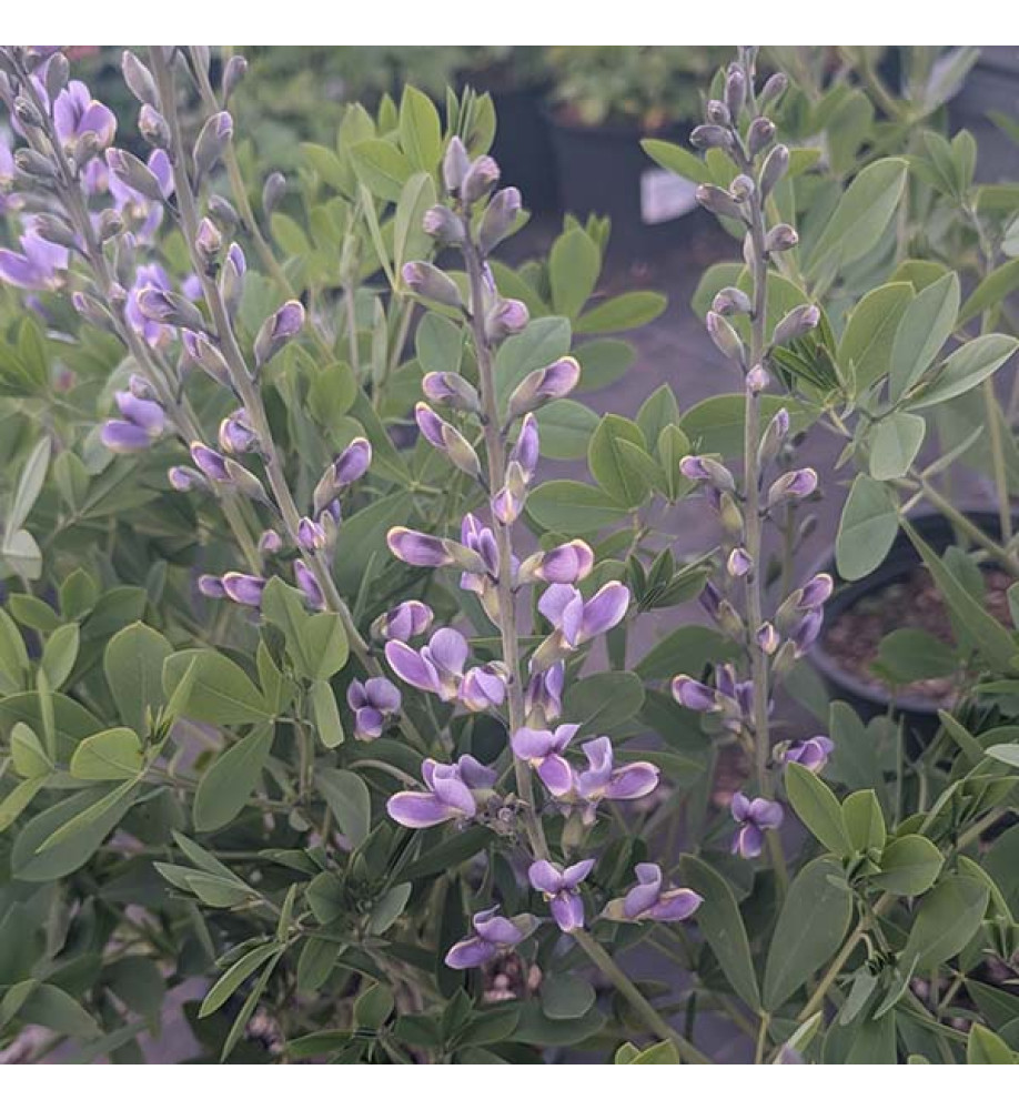 Baptisia Blue Bubbly  (3lt)
