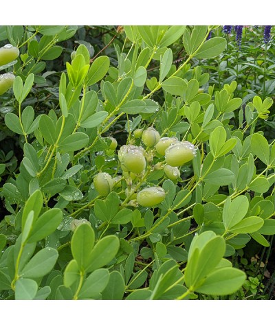 Baptisia Blueberry Sundae  (1.5lt)