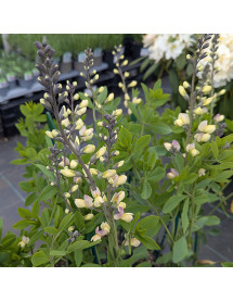 Baptisia Pink Lemonade  (3lt) Baptisia Pink Lemonade  (3lt)