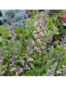 Baptisia Pink Truffles  (1.5lt)