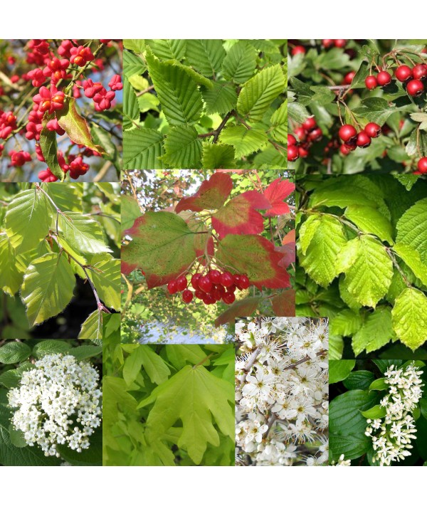 Mixed Native Hedging x 10 plants (bare root) Mixed Native Hedging x 10 plants (bare root)