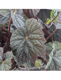 Begonia Dark side of the Moon (3lt)
