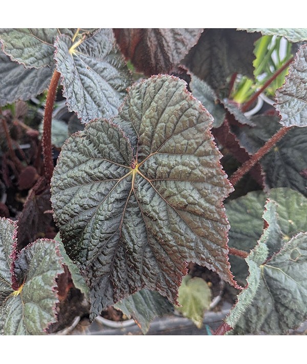 Begonia Dark side of the Moon (3lt)