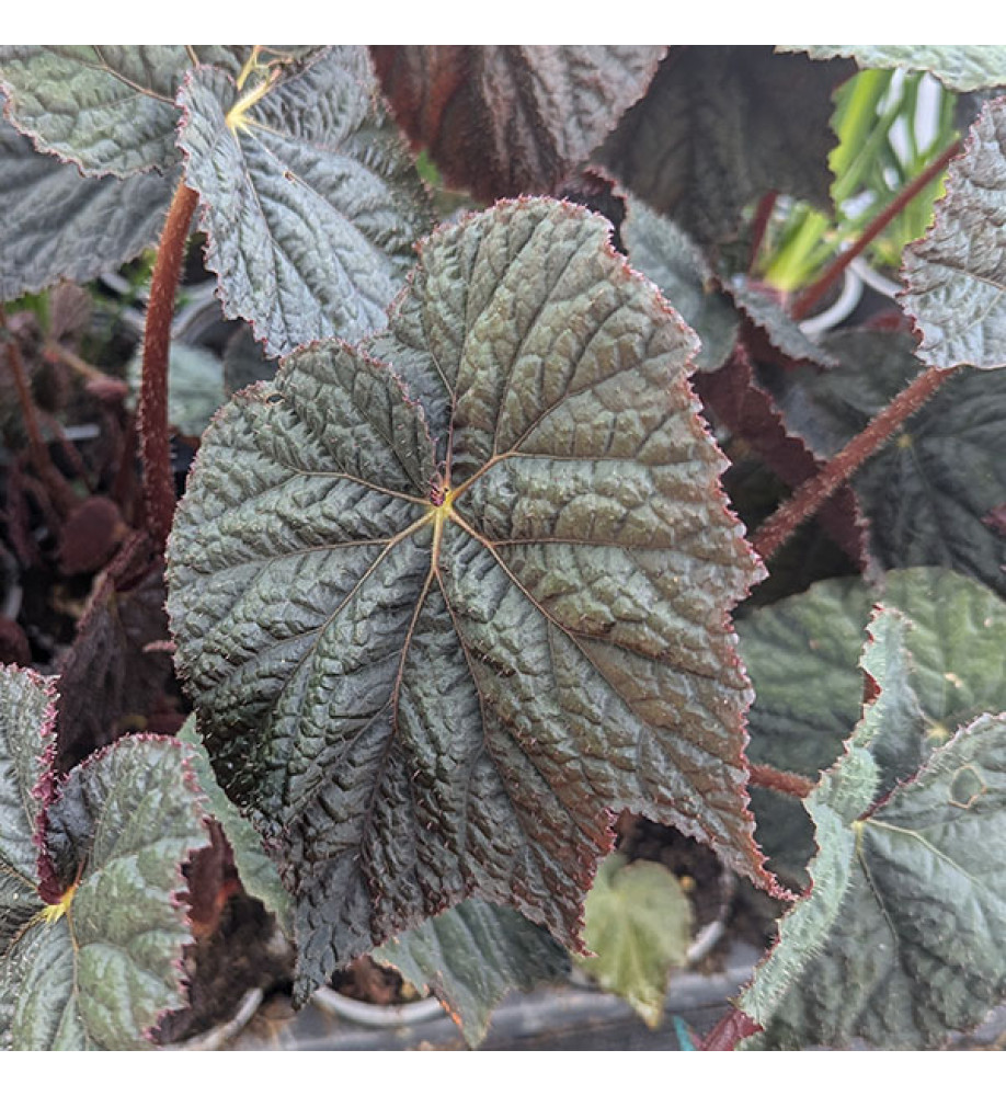 Begonia Dark side of the Moon (3lt)