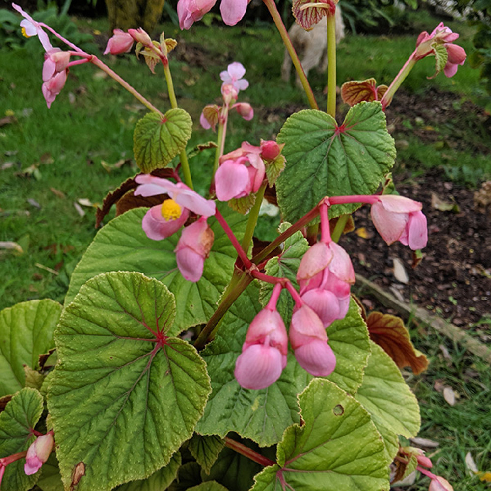Begonia grandis subsp. Evensiana (1lt)