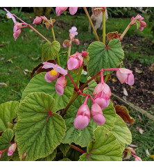 Begonia grandis subsp. Evensiana (1lt)