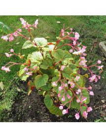 Begonia grandis subsp. Evensiana (1lt)