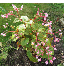 Begonia grandis subsp. Evensiana (1lt) Begonia grandis subsp. Evensiana (1lt)