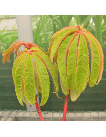 Begonia Luxurians (3lt) Begonia Luxurians (3lt)