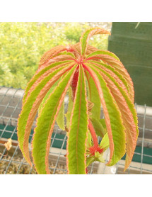 Begonia Luxurians (10lt)