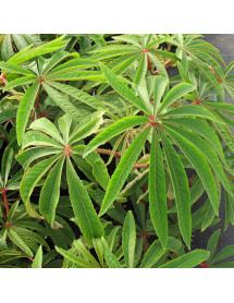 Begonia Luxurians (10lt)