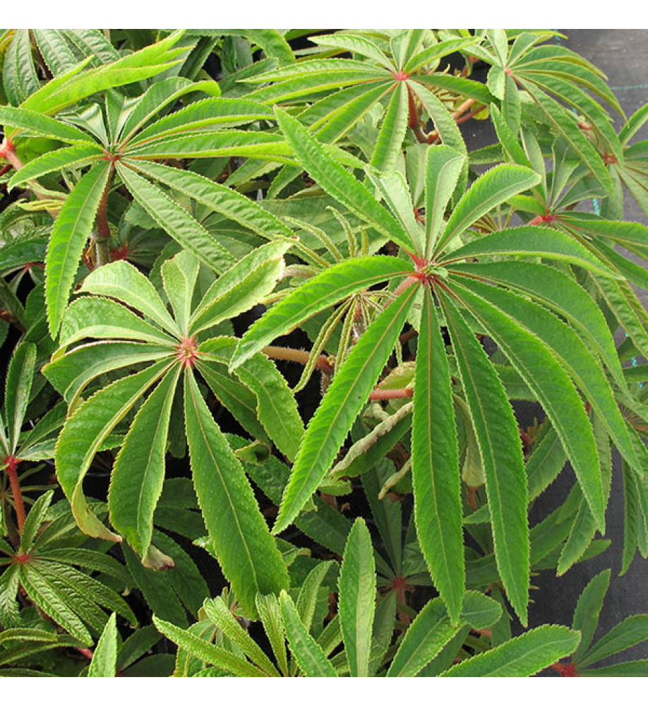 Begonia Luxurians (10lt)