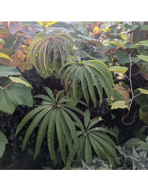 Begonia Luxurians (10lt) Begonia Luxurians (10lt)