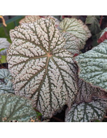 Begonia Neon Moon (3lt)
