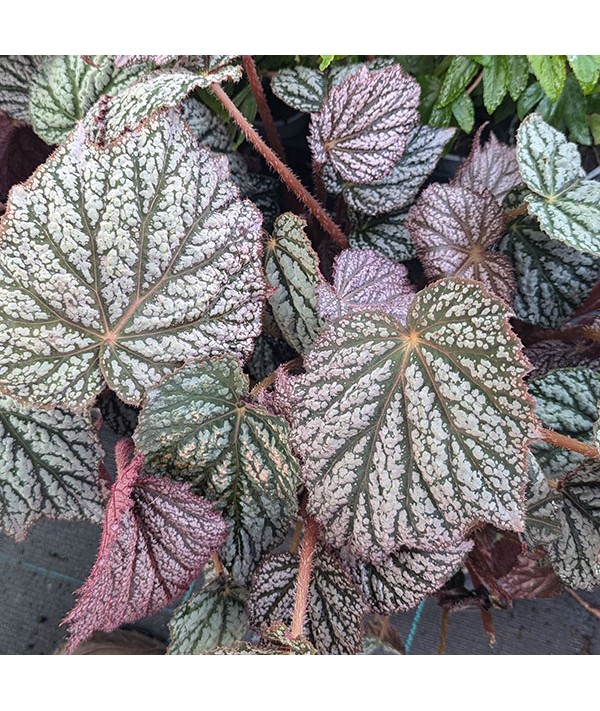 Begonia Sterling Moon (3lt)