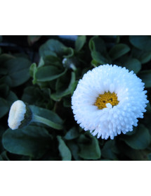 Bellis perennis double white (1lt)