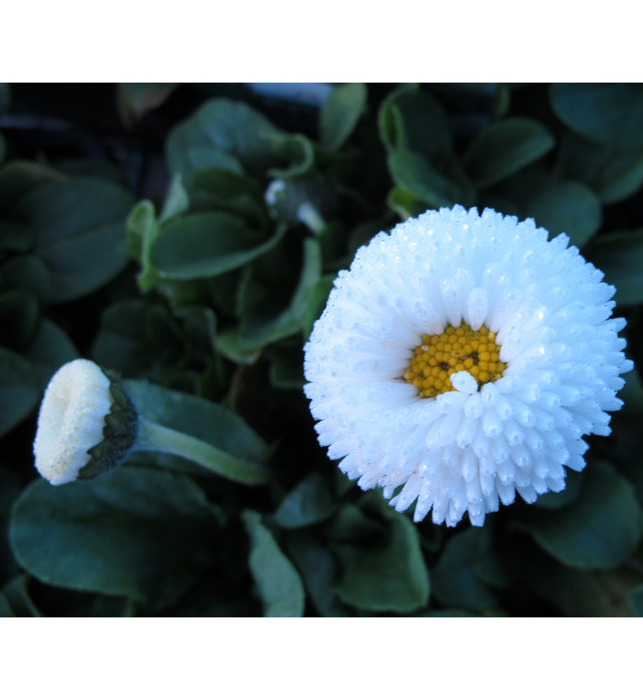 Bellis perennis double white (1lt)