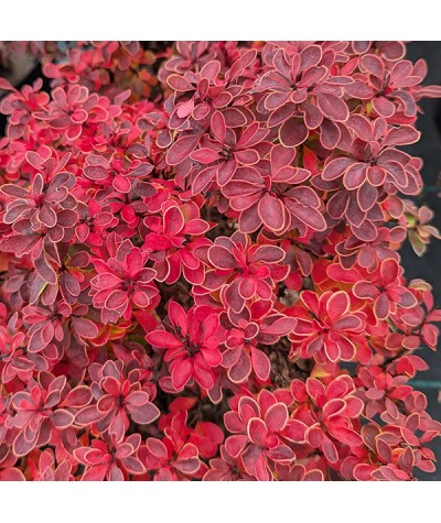 Berberis thunbergii atropurpurea Admiration (3lt)