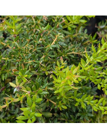 Berberis x frikartii Amstelveen (3lt) Berberis x frikartii Amstelveen (3lt)