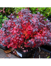 Berberis thunbergii Concorde (5lt)