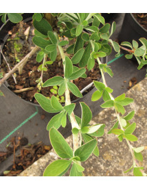 Berberis dictophylla (3lt) Berberis dictophylla (3lt)