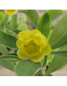 Berberis dictophylla (3lt)