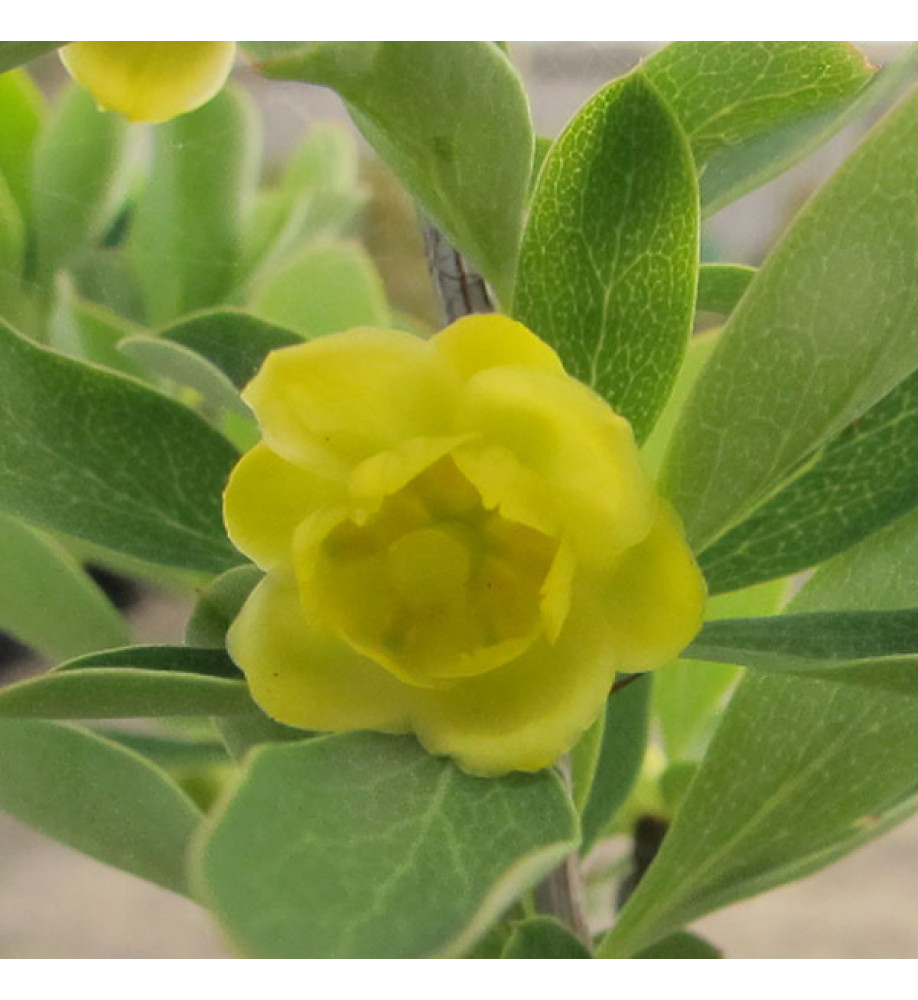 Berberis dictophylla (3lt)