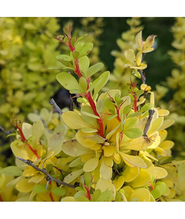 Berberis thunbergii Golden Torch (3lt)