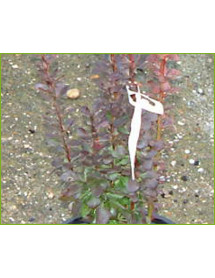 Berberis thunbergii atropurpurea Hellmond Pillar (5lt)