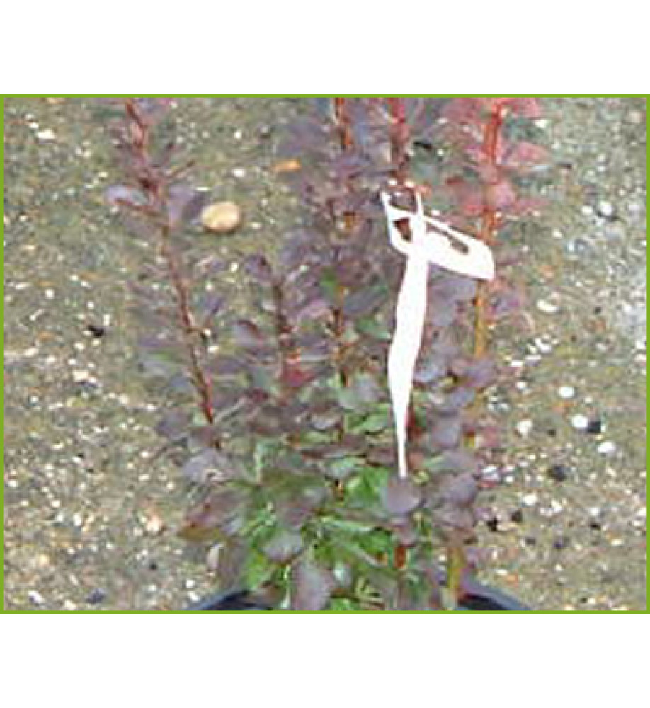 Berberis thunbergii atropurpurea Hellmond Pillar (5lt)