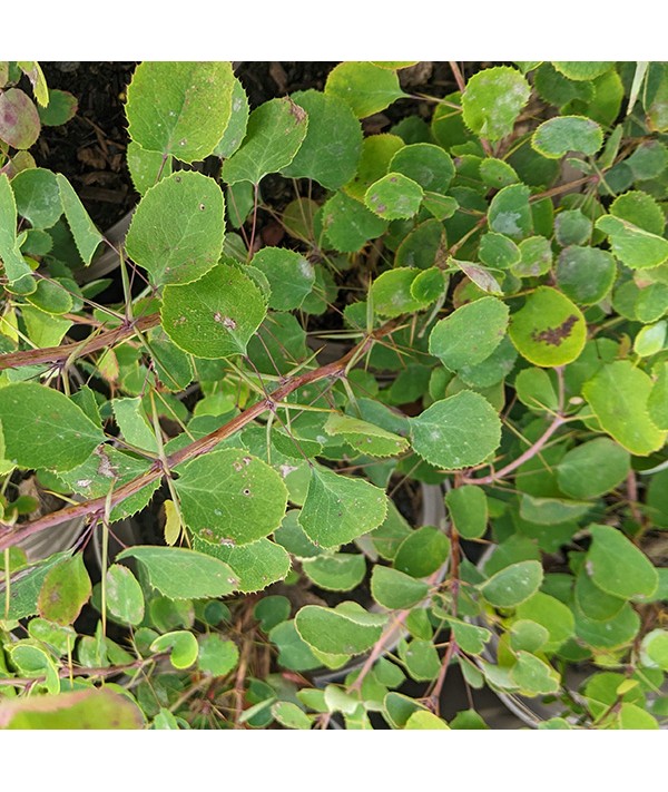 Berberis jamesiana (2lt) Berberis jamesiana (2lt)