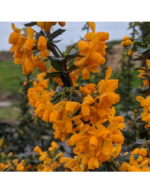 Berberis x lologensis Apricot Queen (35lt airpot)