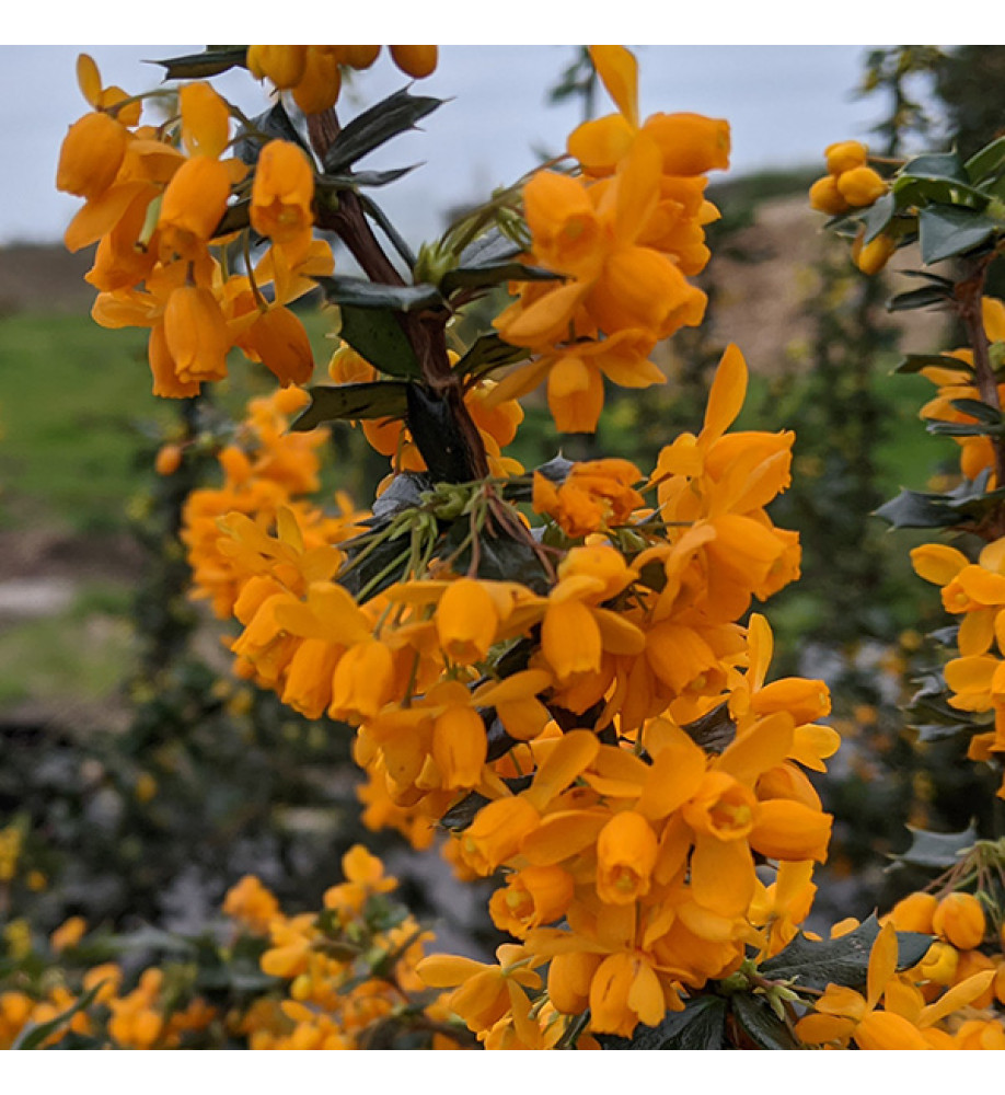 Berberis x lologensis Apricot Queen (35lt airpot)