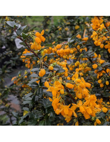 Berberis x lologensis Apricot Queen (35lt airpot)