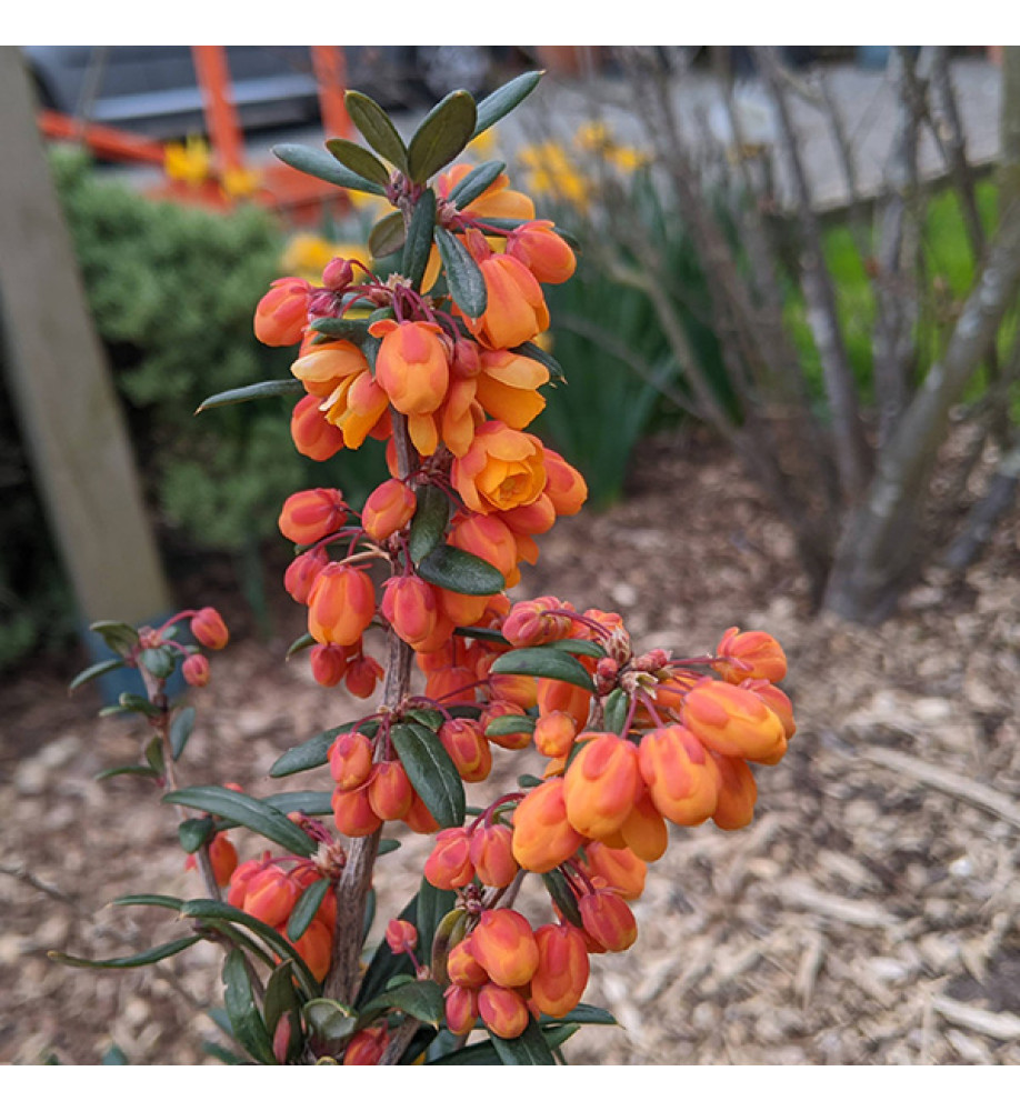 Berberis trigona Orange King (5lt)