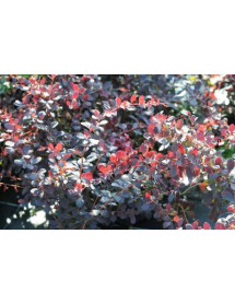 Berberis x ottawensis Superba (5lt)