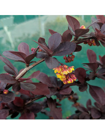 Berberis x ottawensis Superba (5lt)